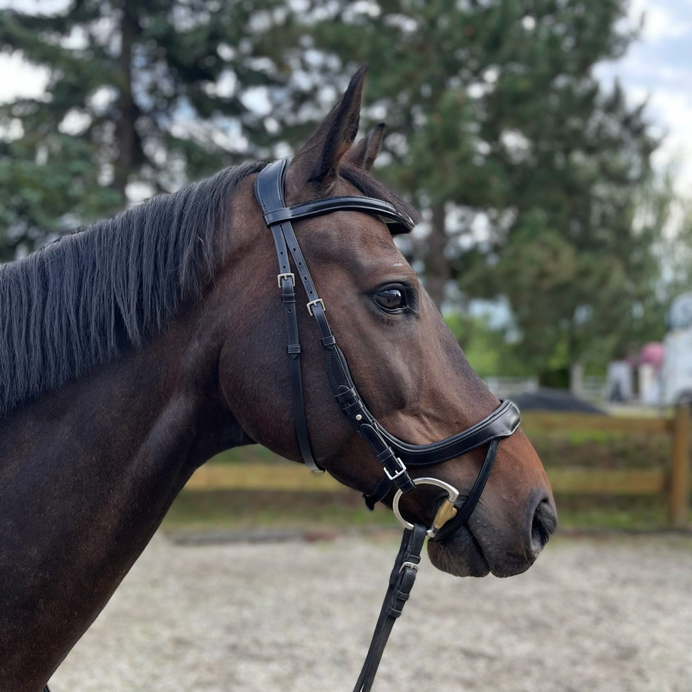 Anatomische Trense Equitus Alpha - Schockemöhle Sports