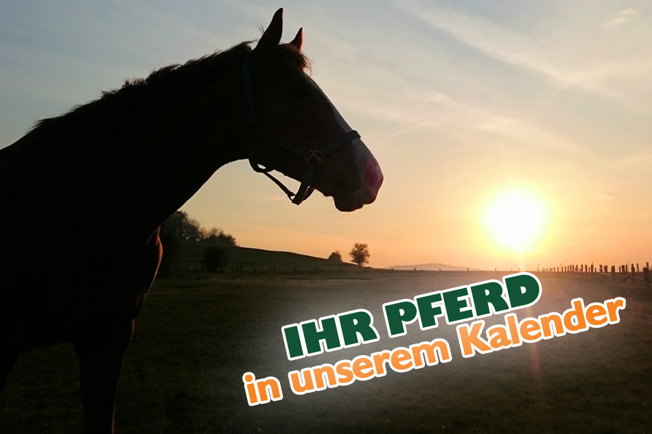 Pflegehinweise für Reitsättel aus Leder Lederpflege Tom Büttner