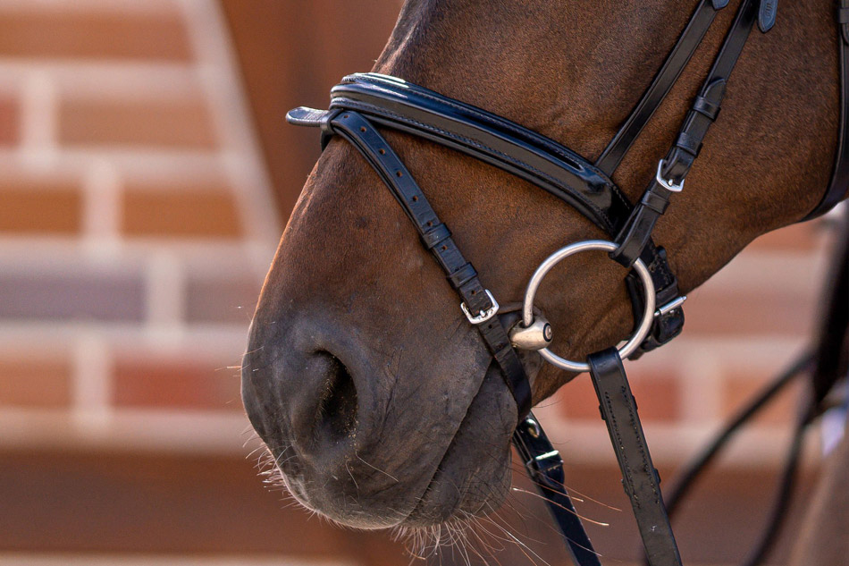 Die passende Gebissweite finden 