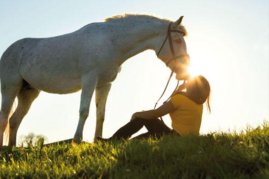Der richtige Hitzeschutz für Pferde