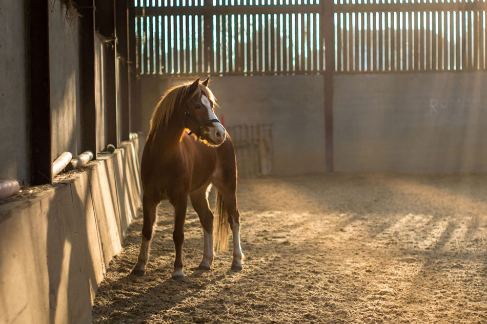 So nutzen Sie die sattelfreie Zeit optimal