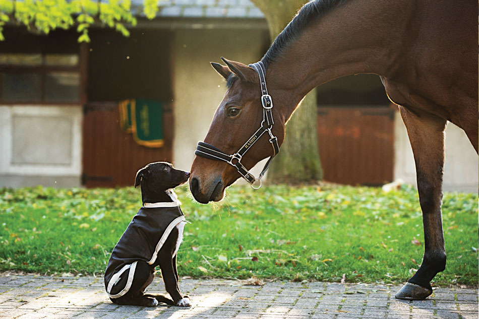 Hund im Pferdestall? So klappt es auf jeden Fall.