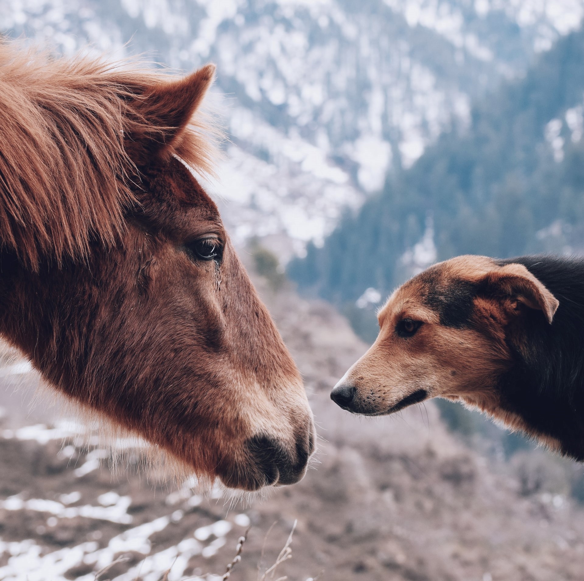 Hund im Pferdestall Tom Büttner