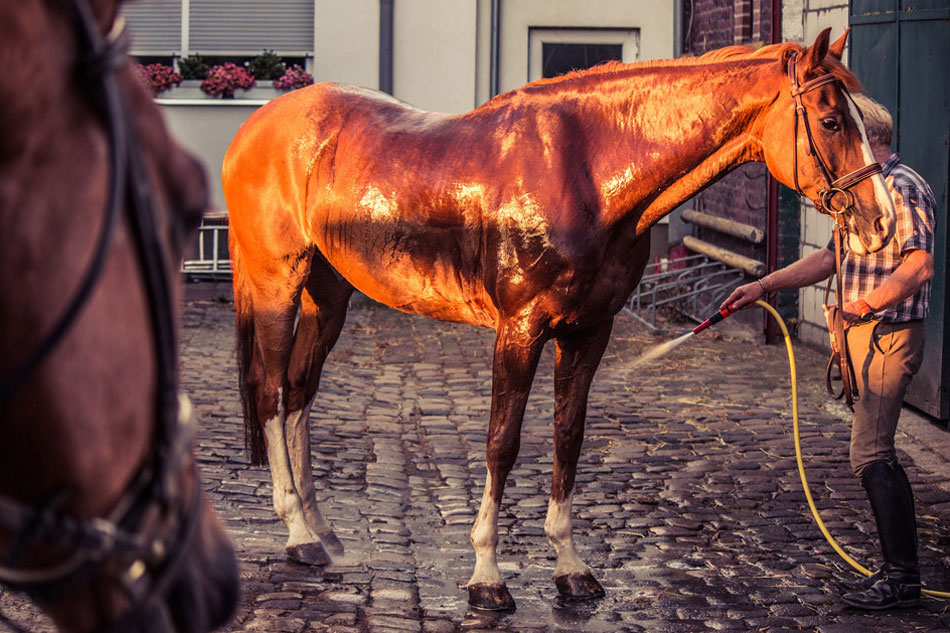Wie wasche ich mein Pferd?