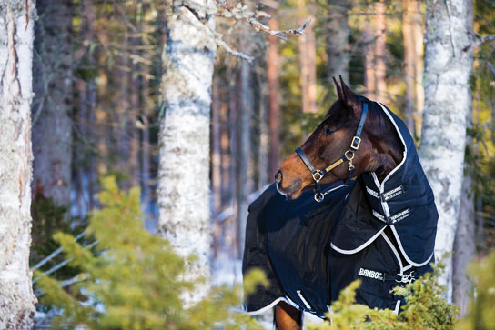 Deckenwäscherei Tom Büttner Abschwitzdecke Dresden